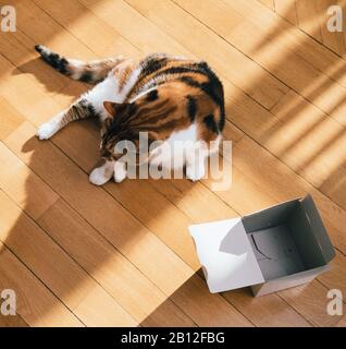 Directement au-dessus de la vue de chat mignon jouant avec une boîte ouverte sur le parquet en bois Banque D'Images
