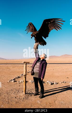 Avec mongol cinereous vulture (Platycnemis monachus), la Mongolie Banque D'Images