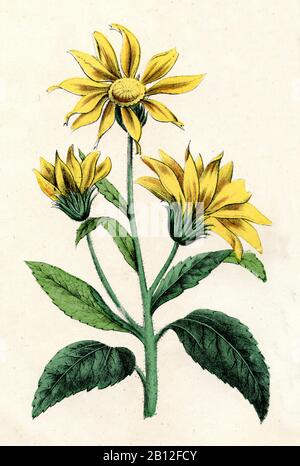 Artichaut de Jérusalem, Helianthus tuberosus, Topinambur, topinambour, (livre botanique, ) Banque D'Images