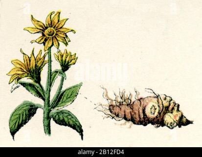 Artichaut de Jérusalem, Helianthus tuberosus, Topinambur, topinambour, (livre botanique, 1886) Banque D'Images