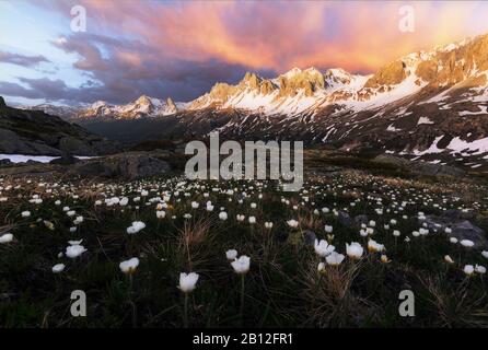 Burning sky over flower meadow en montagne, vallée de la Claree, Haute Savoie, France Banque D'Images