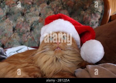 Un chat fou Dans UN chapeau de Père Noël Banque D'Images