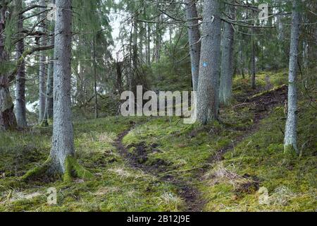 A l'intérieur d'une forêt près de Holminge, Bogesundslandet, à l'extérieur de Vaxholm, Suède Banque D'Images