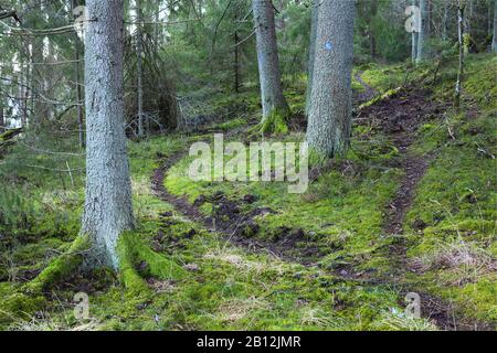 A l'intérieur d'une forêt près de Holminge, Bogesundslandet, à l'extérieur de Vaxholm, Suède Banque D'Images