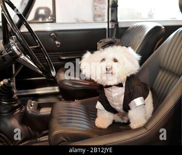 Chien,maltais,Bichon Maltais,en costume formel,assis,siège de voiture Banque D'Images