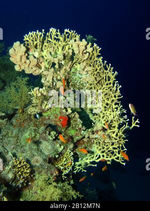 Net Fire Coral (Millepora Dichotoma) Prenant En Mer Rouge, Egypte. Banque D'Images