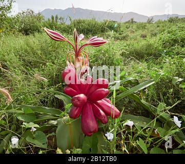 Crinum macowanii le Pyjama Lily flower et les gousses de graines mûres qui poussent dans un gommage ouvert bordant le parc national de Tsavo au Kenya avec les collines de Sagalla au-delà Banque D'Images