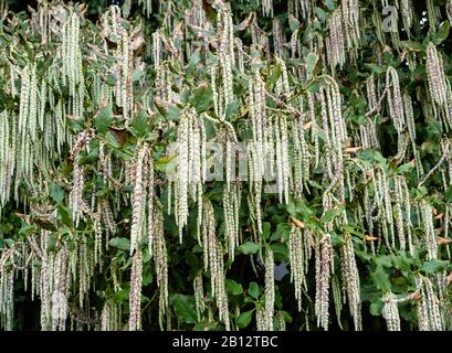 Garrya Elliptica ou Silk Tassel Bush à la fin de février montrant long chat pendule comme des racémes qui ornent le jardin d'hiver - Royaume-Uni Banque D'Images