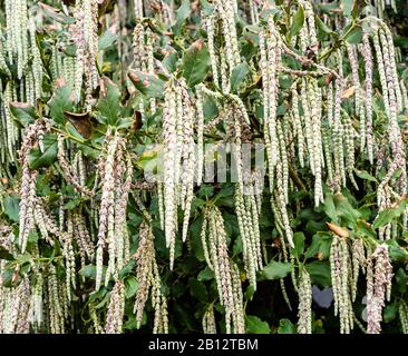 Garrya Elliptica ou Silk Tassel Bush à la fin de février montrant long chat pendule comme des racémes qui ornent le jardin d'hiver - Royaume-Uni Banque D'Images