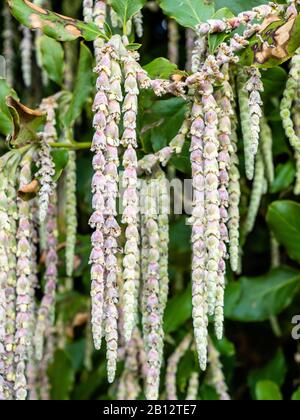 Garrya Elliptica ou Silk Tassel Bush à la fin de février montrant long chat pendule comme des racémes qui ornent le jardin d'hiver - Royaume-Uni Banque D'Images