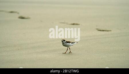 Pluvier semipalmé, Charadrius semipalmatus. La baie Florencia. Tofino. L'île de Vancouver. La Colombie-Britannique. Canada Banque D'Images