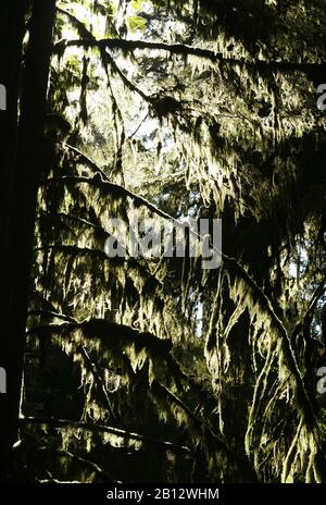 Cathedral Grove. Le Parc Provincial MacMillan. L'île de Vancouver. La Colombie-Britannique. Canada Banque D'Images