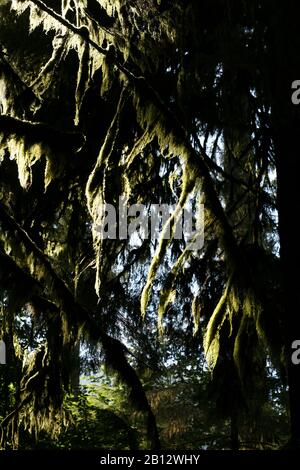 Cathedral Grove. Le Parc Provincial MacMillan. L'île de Vancouver. La Colombie-Britannique. Canada Banque D'Images