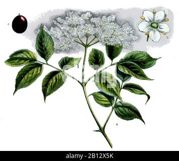 Black Elder, sureau, Sambucus nigra, Holunder, Sureau noir, (livre botanique, 1909) Banque D'Images