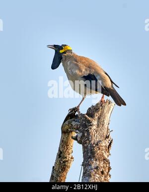 Craetophora cinerea, un appel à la créole, a été mis en vedette - Parc national du Sud-est du Tsavo Kenya Banque D'Images