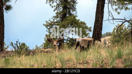 Un cerf de Virginie repose le long de pins contre un horizon bleu dans le Colorado. Bokeh. Banque D'Images