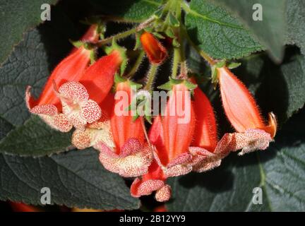 Magnifique grappe de fleurs tropicales de Kohleria Peach Queen Banque D'Images