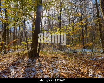 Première neige en automne, parc national du Hainich, Thuringe, Allemagne Banque D'Images
