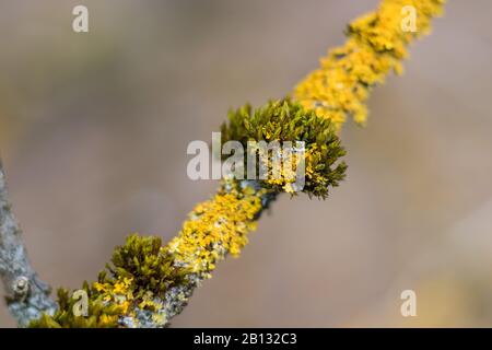 mousse verte et lichen jaune sur une branche arborescente - vue rapprochée Banque D'Images