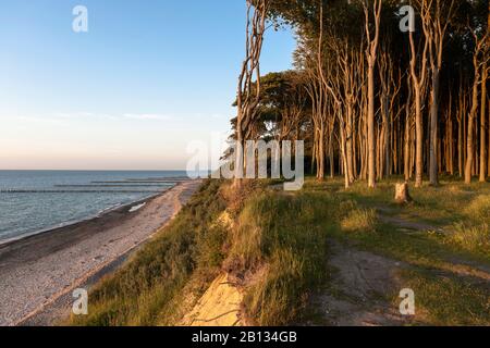 Ghost Forest,Côte,Nienhagen,Mecklembourg-Poméranie-Occidentale,Allemagne Banque D'Images