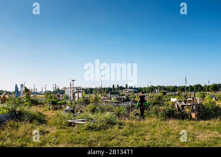 Jardin du quartier Schillerkiez, jardinage urbain sur le Tempelhofer Freiheit, Parc Tempelhofer sur l'ancien aérodrome de Tempelhof, Tempelhof, Berlin, Allemagne, Europe Banque D'Images