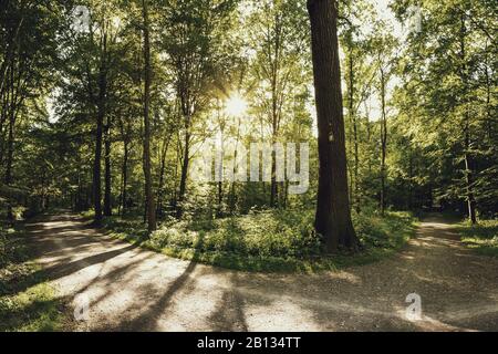 Stadtwald Eilenriede, Hanovre, Basse-Saxe, Allemagne Banque D'Images