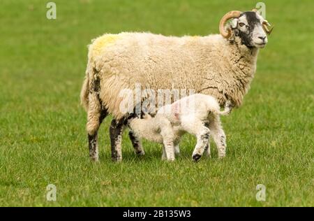 Swaledale Ewe, une femelle brebis avec de jeunes agneaux dans le pâturage vert. Un agneau est suckling.Face à droite. Swaledale Sheep est une race originaire du Yorkshir Banque D'Images