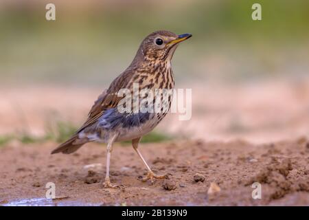 Chanson thrush (Turdus philocomelos) de recherche sur le terrain dans le jardin dans les Pyrénées espagnoles, Vilagrassa, Catalogne, Espagne. Avril. Banque D'Images