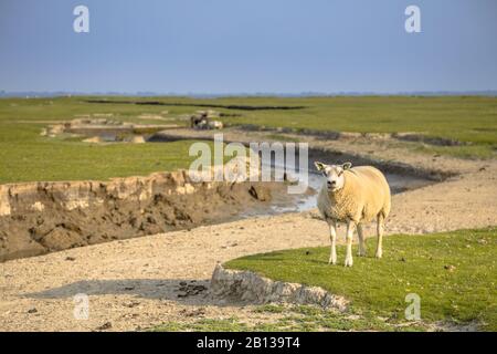 Marécages marécageux avec système de drainage naturel sur l'île des wadden d'Ameland, en Frise, aux Pays-Bas Banque D'Images