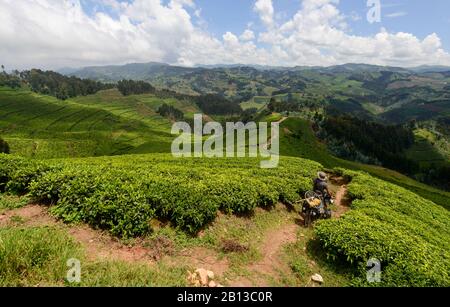 Faire du vélo dans les plantations de thé de l'ouest du Rwanda, en Afrique Banque D'Images