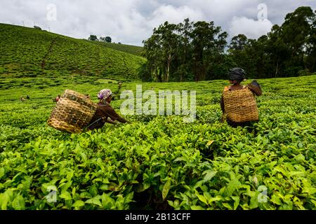 Les amateurs de thé d'une plantation de thé près de Mbeya, Tanzanie, Afrique les amateurs de thé d'une usine de thé près de Mbeya, Tanzanie, Afrique Banque D'Images