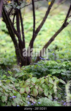 epimedium,feuilles,feuillage,printemps,sous-plante,sous-plantée,sous-plantation,couverture,bois,jardin boisé,ombre,ombragée,ombragée,RM Floral Banque D'Images
