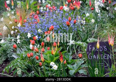 Tulipa acuminata,espèces tulipe,narcissus glace polaire,Myosotis sylvatica,Forget-Me-Not,floraison,fleurs,rouge orange bleu blanc fleurs,fred's gard Banque D'Images