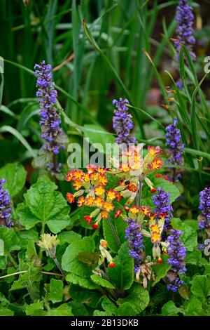 Primula veris Sunset Shades,Common Cowslip,primrose,flower,flowers,flowers,Spring,RM Floral Banque D'Images