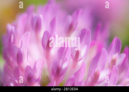 Fleur de trèfle rouge très gros plan Banque D'Images