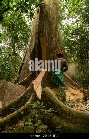 Exploitation forestière durable dans la forêt équatoriale, Cameroun, Afrique Banque D'Images