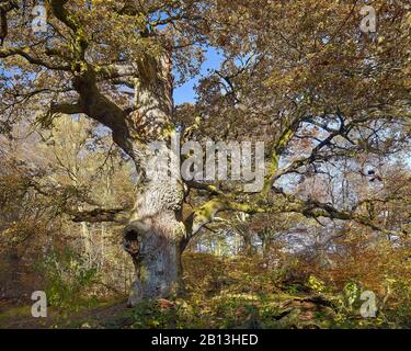 Chêne dans la réserve naturelle Urwald Sababurg,Hofgeismar,Hesse,Allemagne Banque D'Images