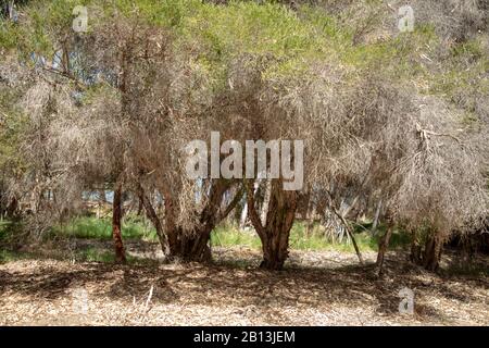 Arbres secs vus le long du lac Monger à Perth Australie occidentale vu en été après une longue période de sécheresse. Banque D'Images