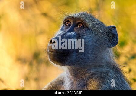 Chacma babouon, ubius babouin, olive babouin (Papio ursinus, Papio cynocephalus ursinus), recherche, portrait, Afrique du Sud, Mpumalanga, Parc National Kruger Banque D'Images