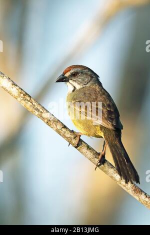 Zapata sparrow (Torreornis inexpectata), sur une branche, Cuba, Parc National Zapata Banque D'Images