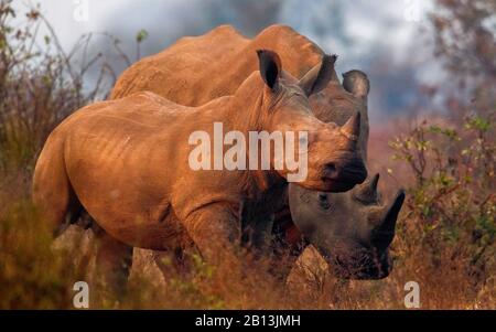 Rhinocéros blancs, rhinocéros à limaces carrées, rhinocéros à herbe (Ceratotherium simum simum), mère au veau de rhinocéros dans la savane, Afrique du Sud, Mpumalanga, Parc national Kruger Banque D'Images
