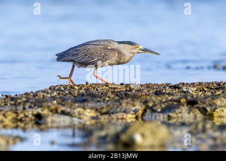 Heron strié, heron de mangrove, Heron Peu heron, heron à dos vert (Butorides striata, Butorides striatus), marche à la plage de Hamata, en Egypte Banque D'Images