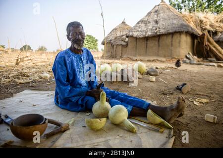 Un homme burkinabe dans son village, en coupant des citrouilles pour les transformer en récipients pour boire et manger, Burkina Faso Banque D'Images