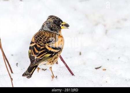 Brambling (Fringilla montifringilla), mâle dans la neige avec des aliments pour animaux dans le projet de loi, Allemagne, Bade-Wuerttemberg Banque D'Images