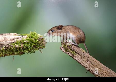 Souris en bois, souris de champ à queue longue (Apodemus sylvaticus), assise sur une branche et aimerait sauter à une autre branche, vue latérale, Allemagne, Bade-Wuerttemberg Banque D'Images