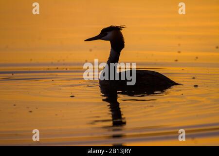 Grande grèbe crété (poète critique), sur l'eau au lever du soleil, Allemagne, Bade-Wuerttemberg Banque D'Images