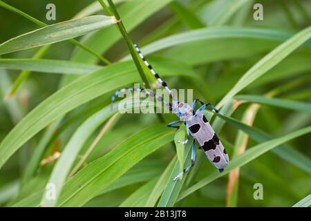 Rosalia longicorne (Rosalia alpina), sur herbe, Allemagne, Bade-Wuerttemberg Banque D'Images