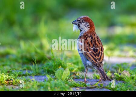 Maison clairsemée (Passer domesticus), mâle avec matière nicheuse dans le bill, Allemagne, Bade-Wuerttemberg Banque D'Images