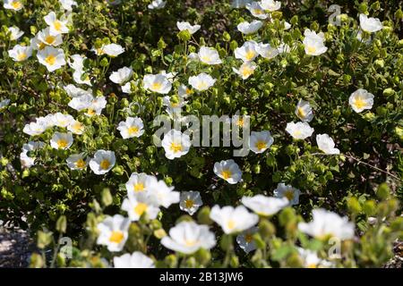 Rose rocheuse sageleaf, rose rocheuse sauge (cistus salviifolius), floraison, Croatie Banque D'Images