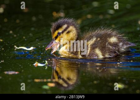 Mallard (Anas platyrhynchos), duckling de natation, vue latérale, Allemagne, Bade-Wuerttemberg Banque D'Images